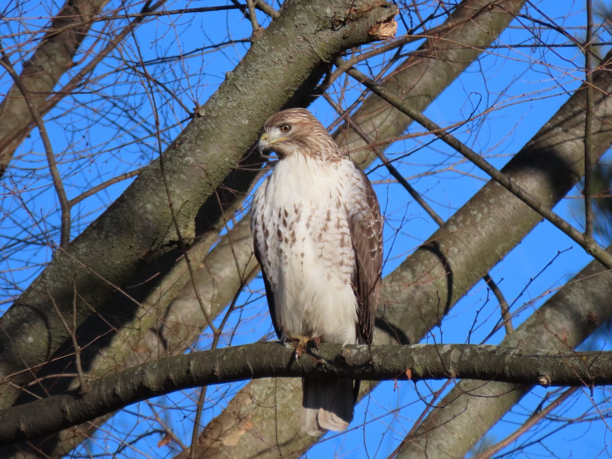 Red-tailed Hawk - ML614658797