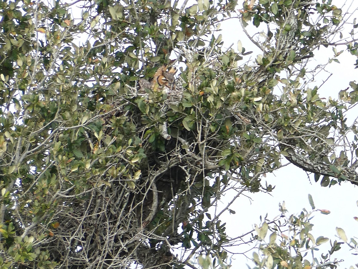 Great Horned Owl - ML614659002