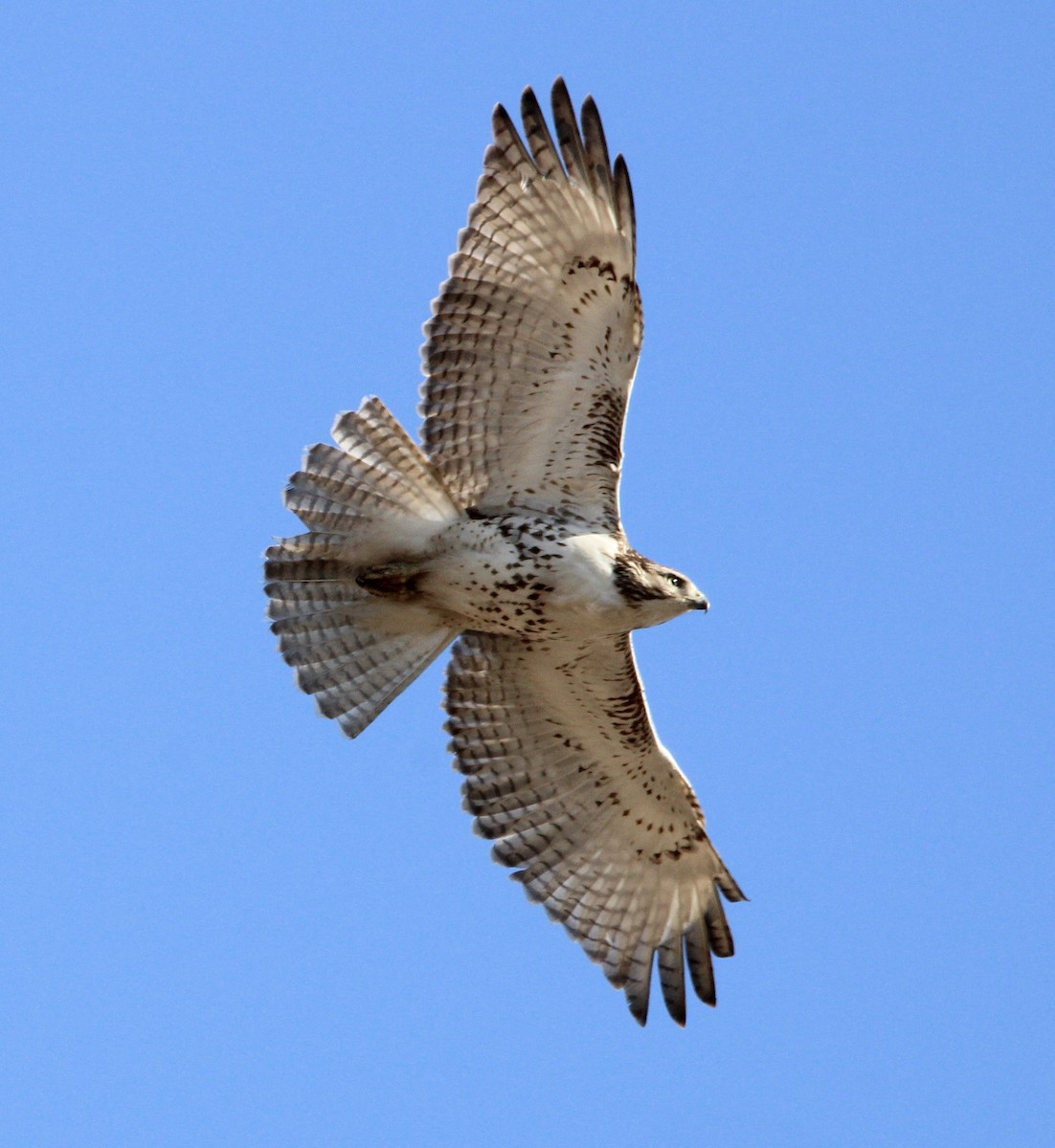 Red-tailed Hawk - ML614659565