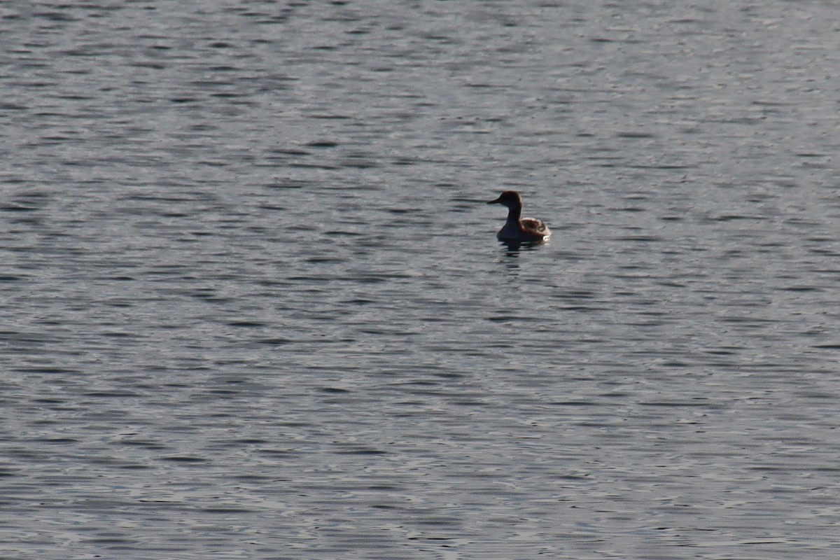 Red-necked Grebe - ML614659583