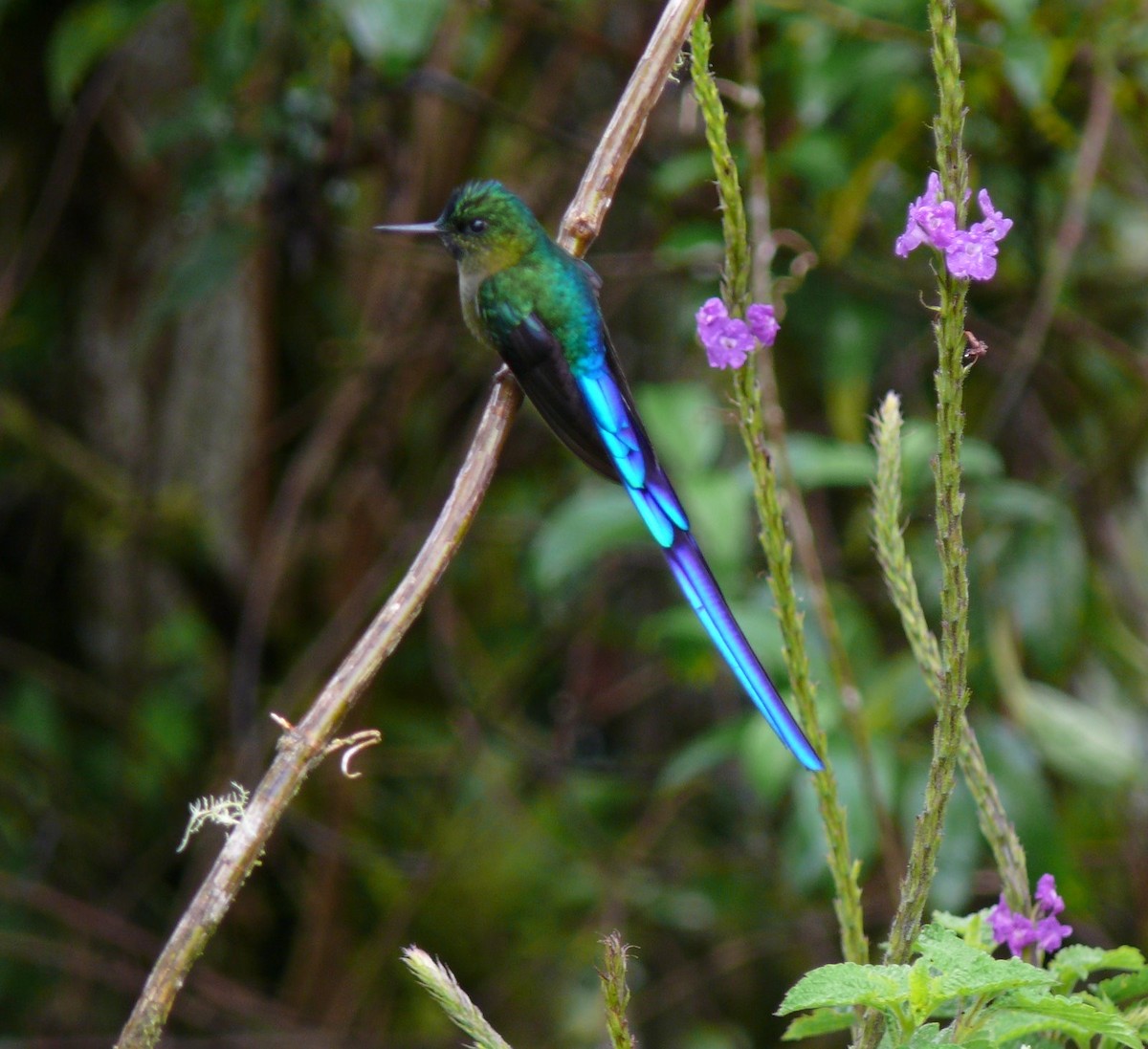 Violet-tailed Sylph - ML614659591