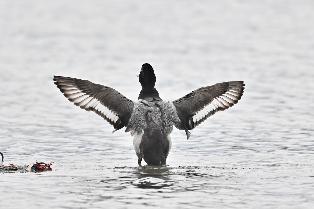 Greater Scaup - ML614659798