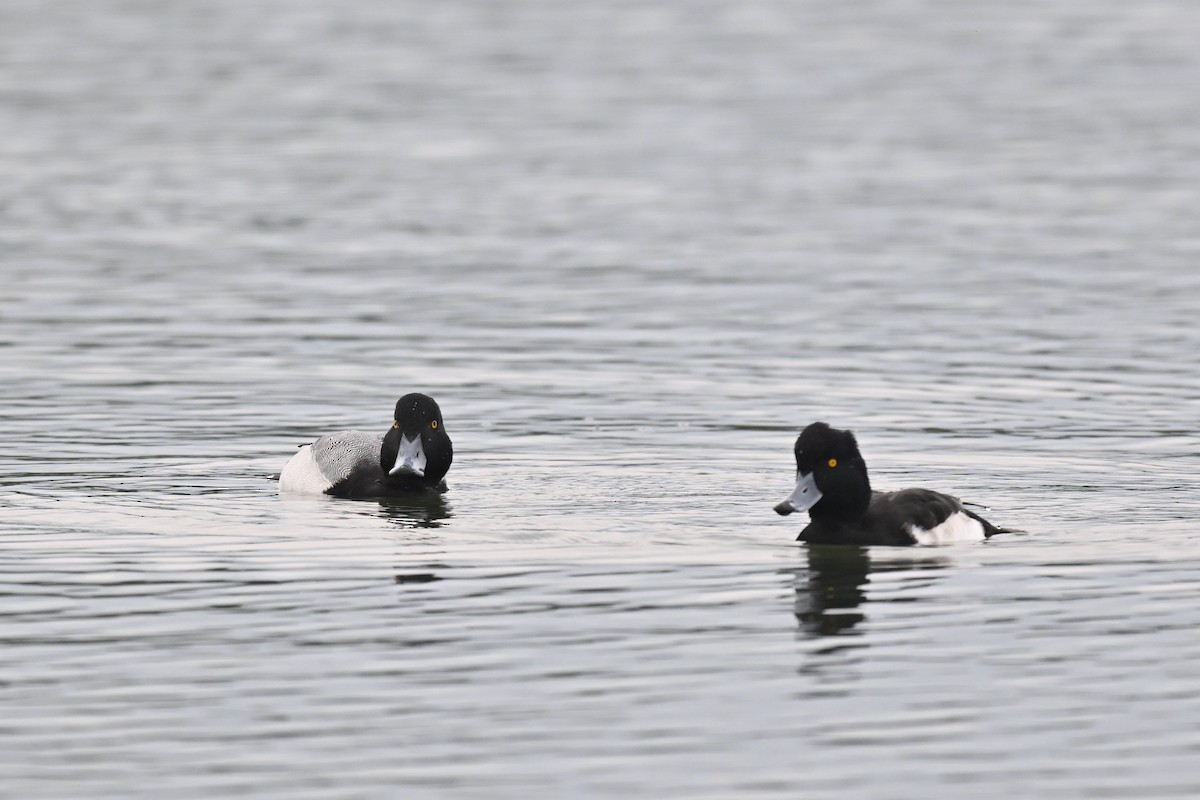 Greater Scaup - ML614659799