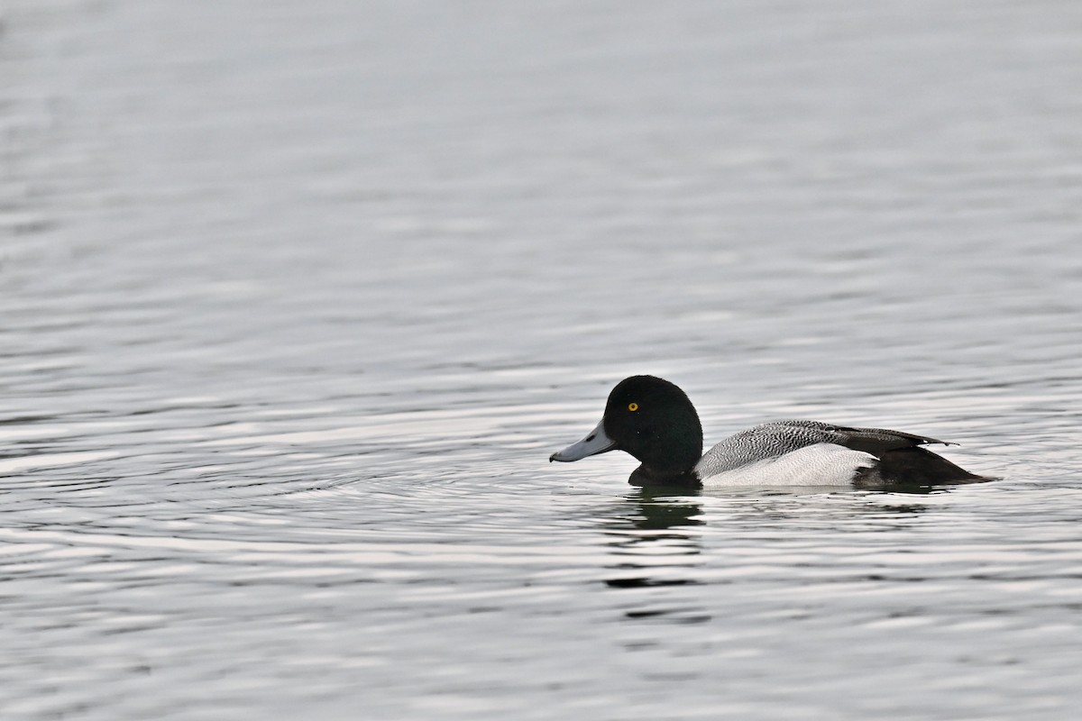 Greater Scaup - ML614659800