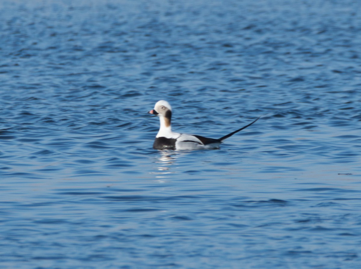 Long-tailed Duck - ML614659965