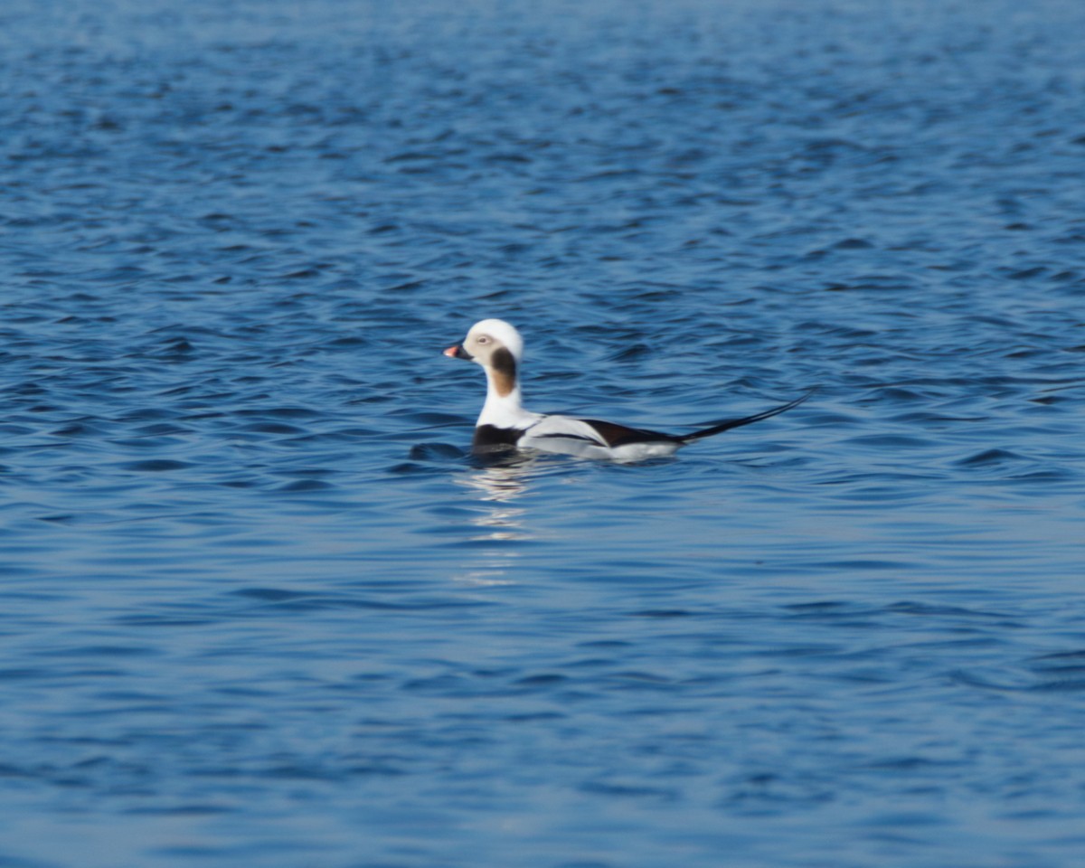 Long-tailed Duck - ML614659966