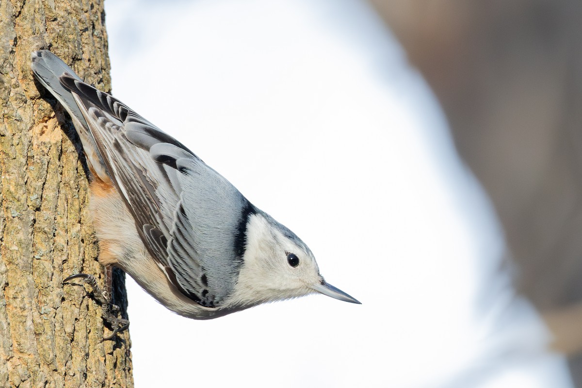 White-breasted Nuthatch - ML614660044