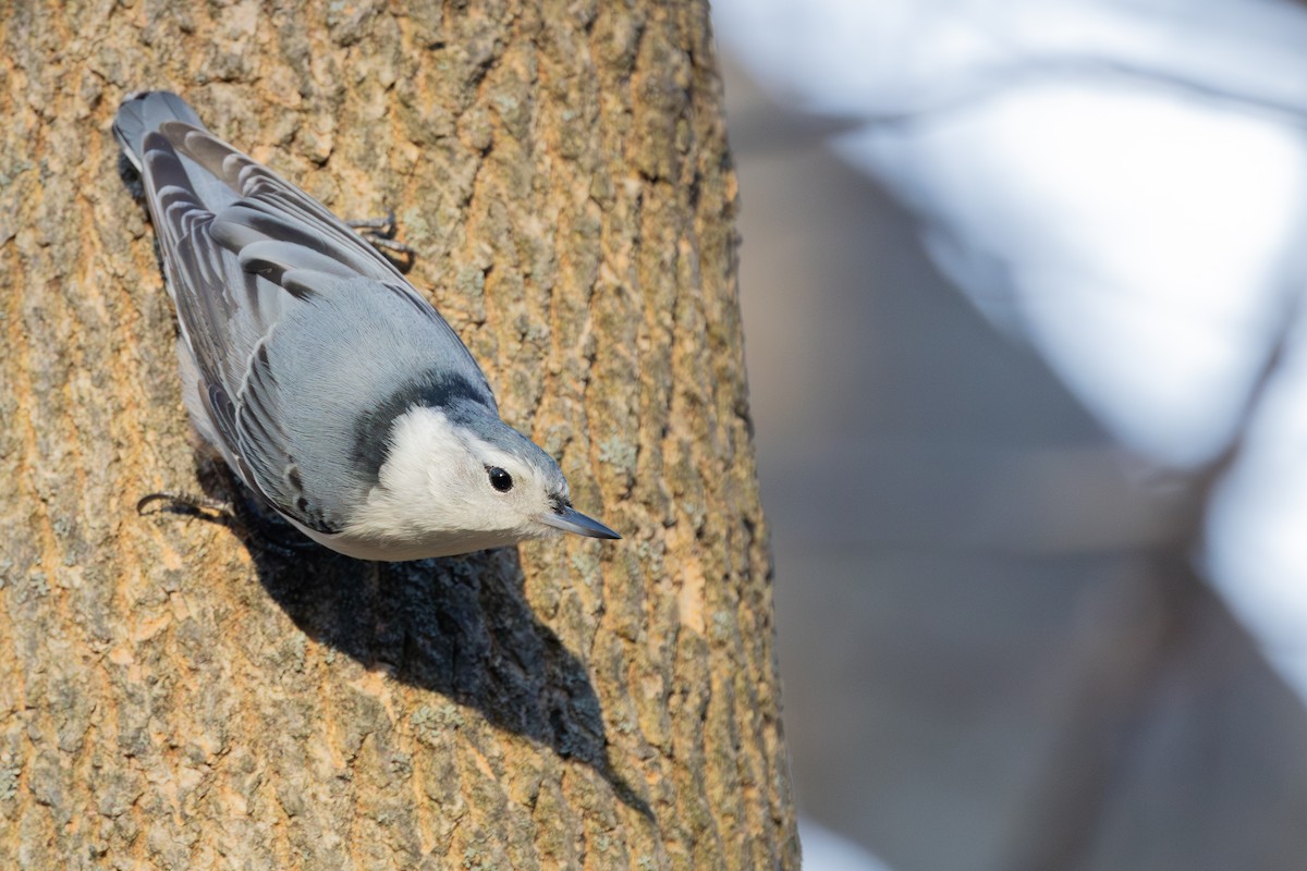 White-breasted Nuthatch - ML614660046