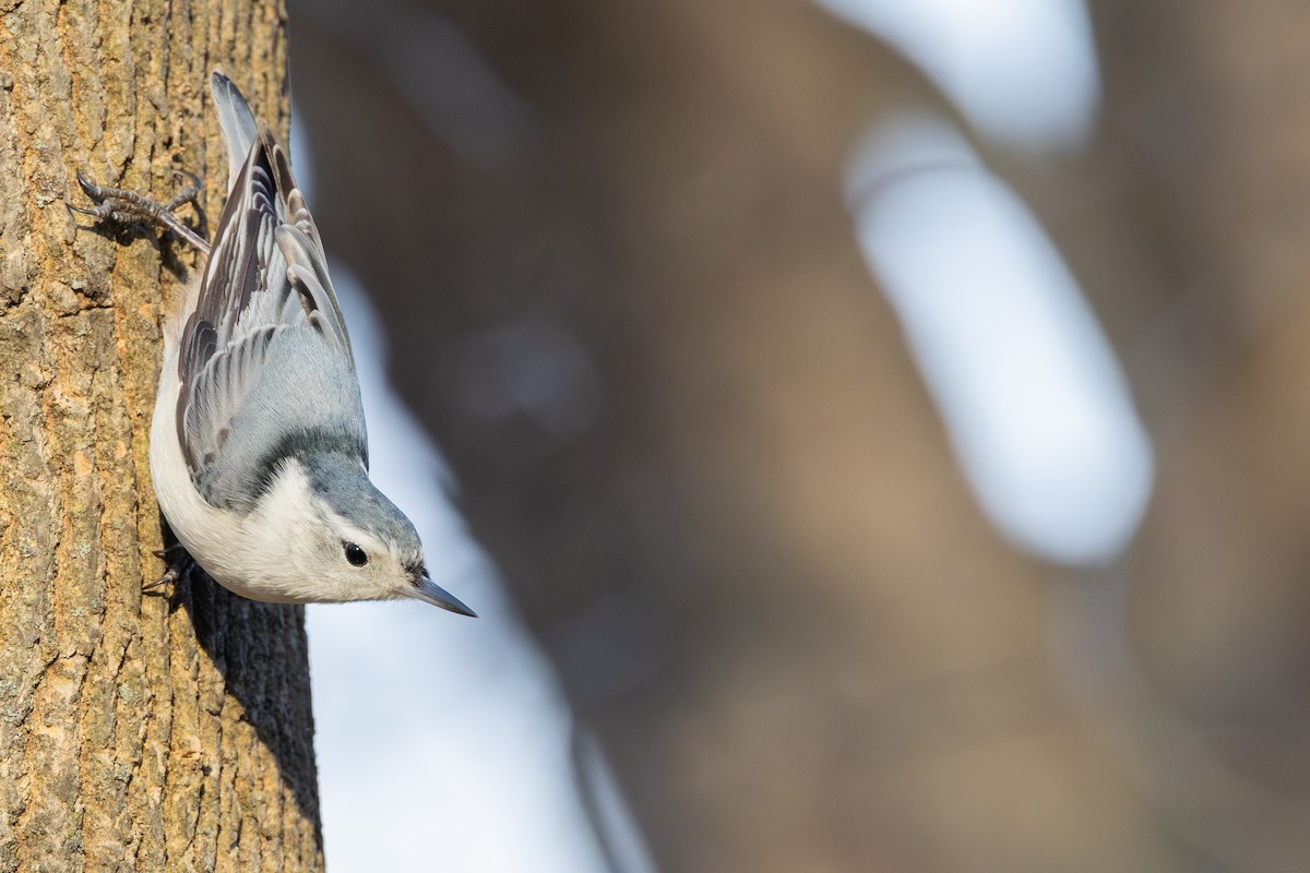 White-breasted Nuthatch - ML614660047