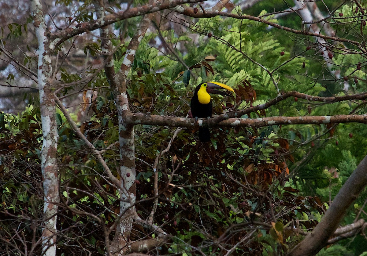 Yellow-throated Toucan (Chestnut-mandibled) - ML614660048