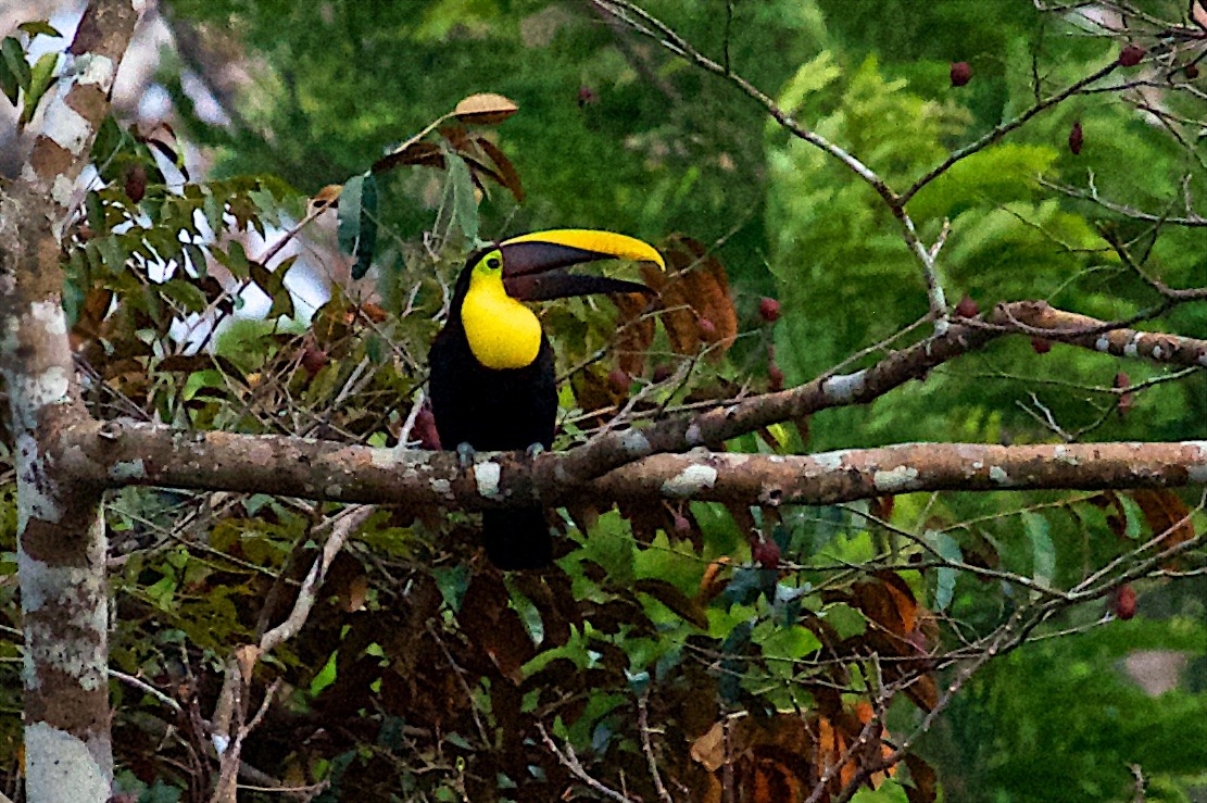 Yellow-throated Toucan (Chestnut-mandibled) - ML614660049