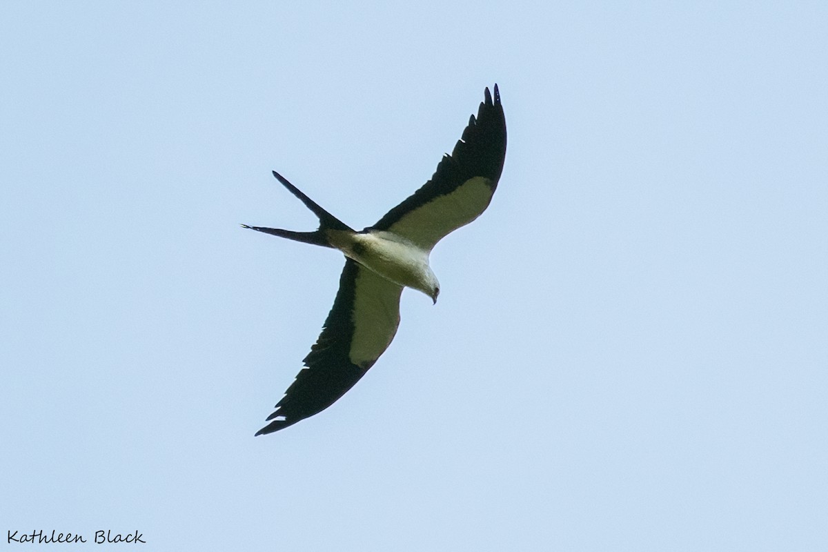 Swallow-tailed Kite - ML614660077
