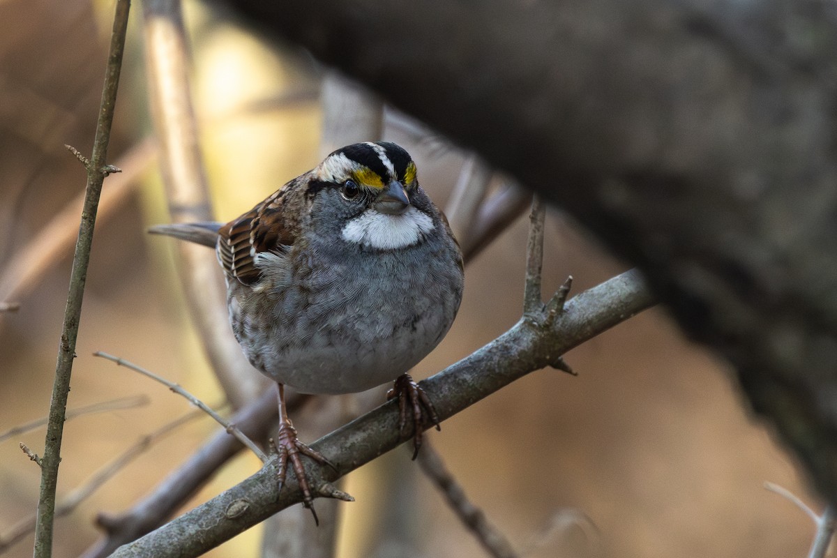 White-throated Sparrow - ML614660085