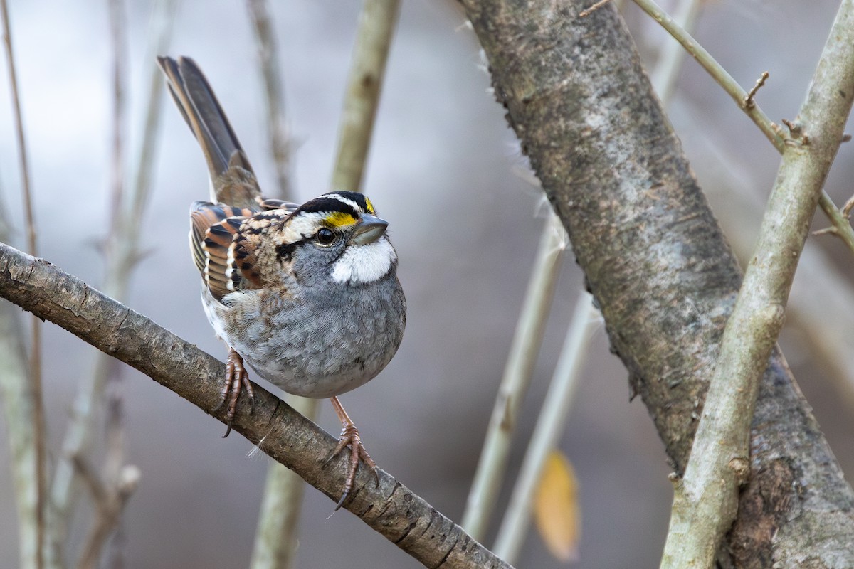White-throated Sparrow - ML614660086