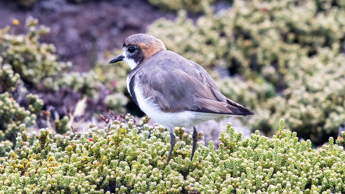 Two-banded Plover - ML614660098