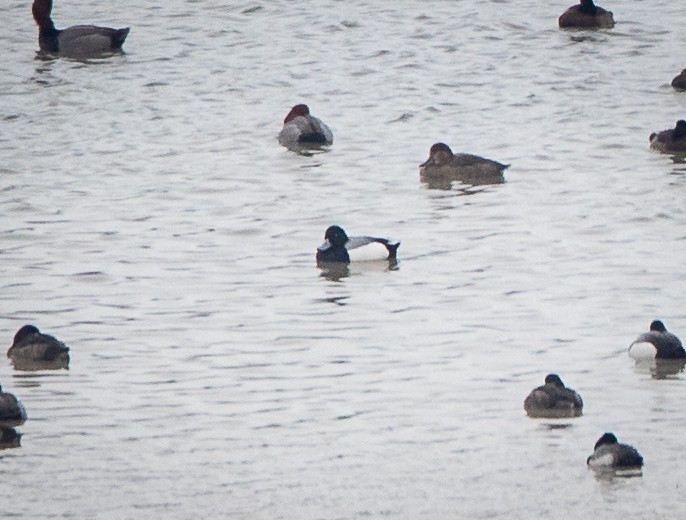 Greater Scaup - ML614660127