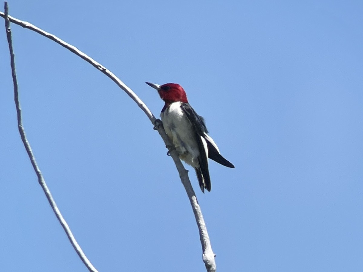 Red-headed Woodpecker - ML614660148