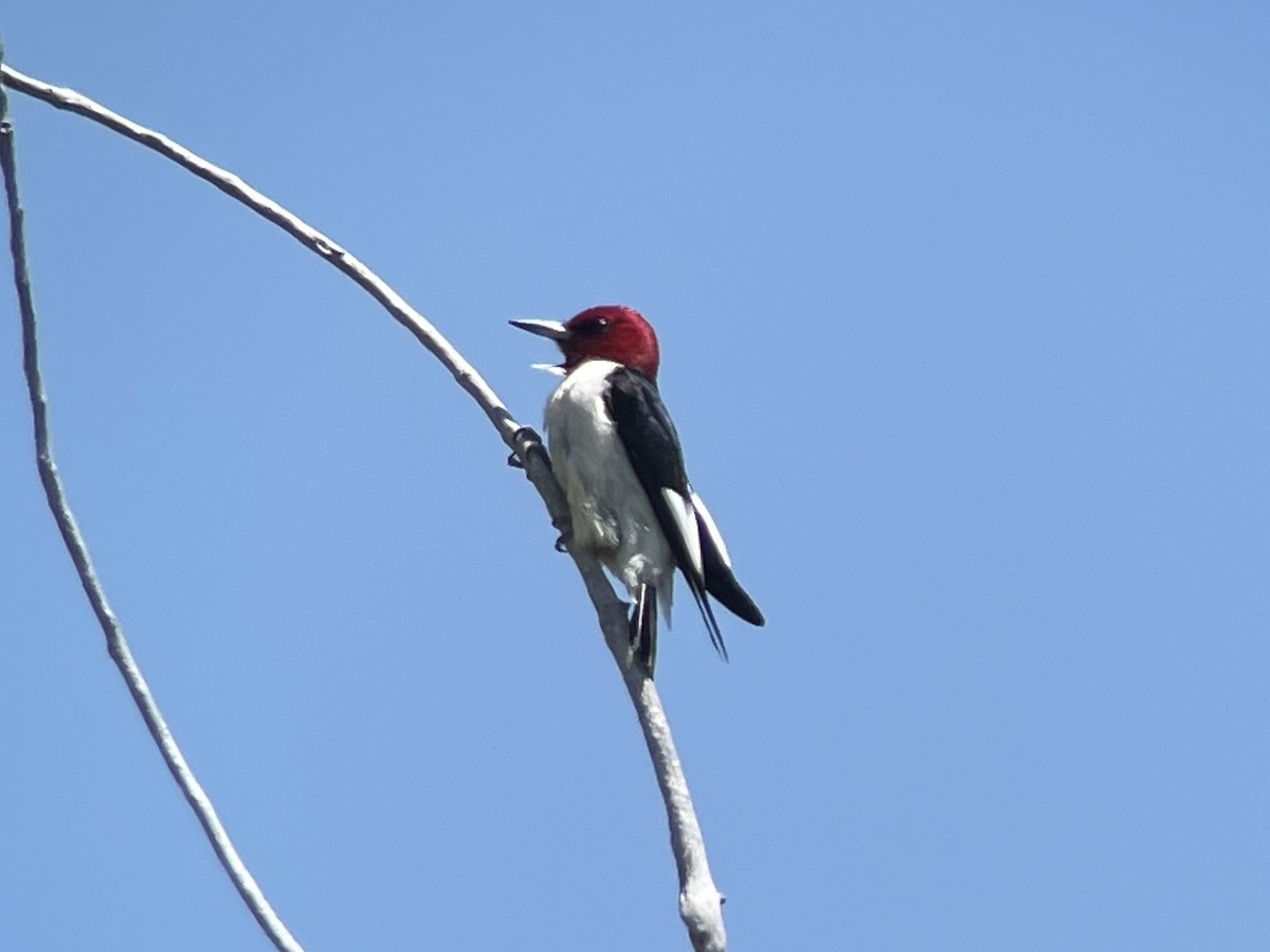 Red-headed Woodpecker - ML614660149