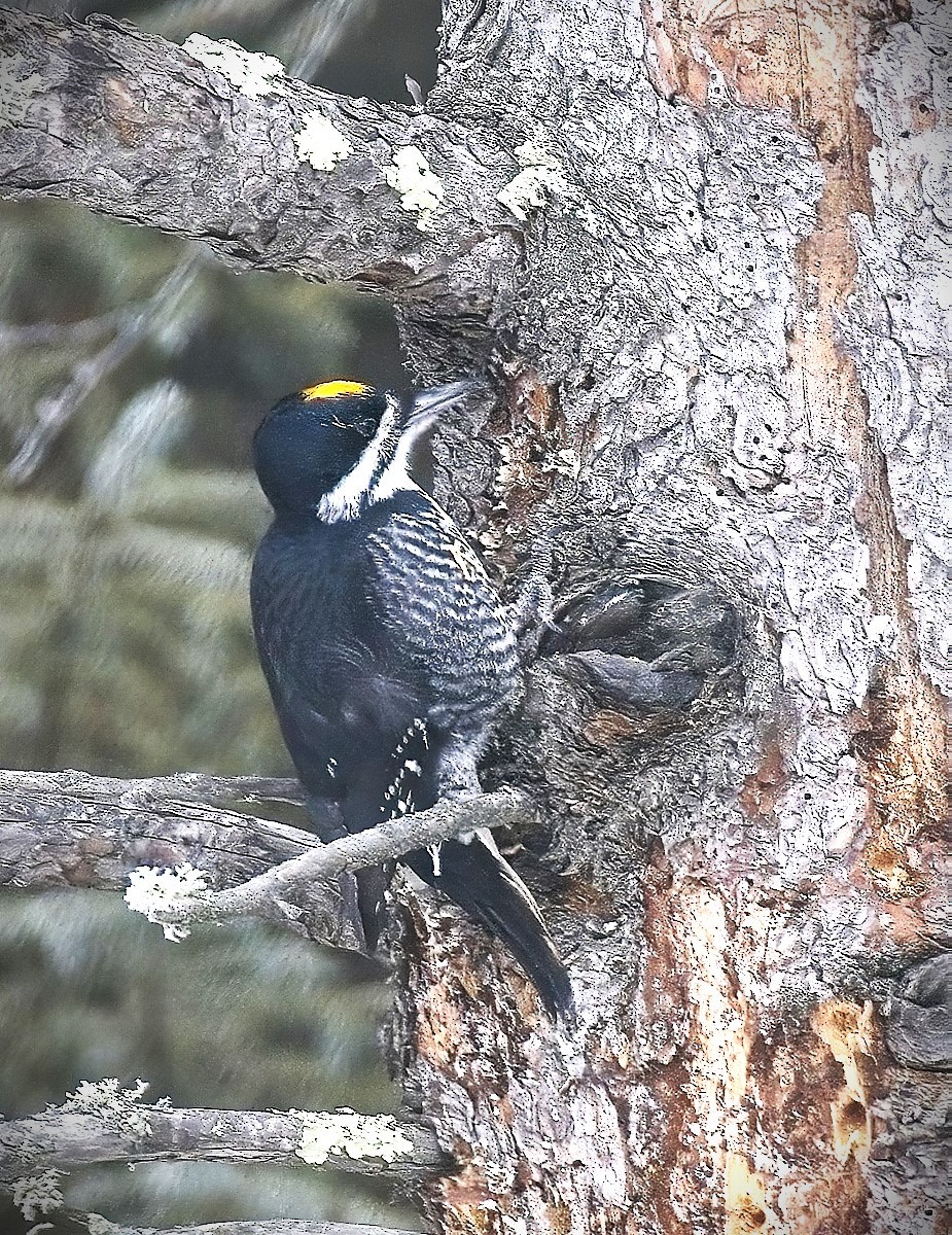 Black-backed Woodpecker - ML614660463