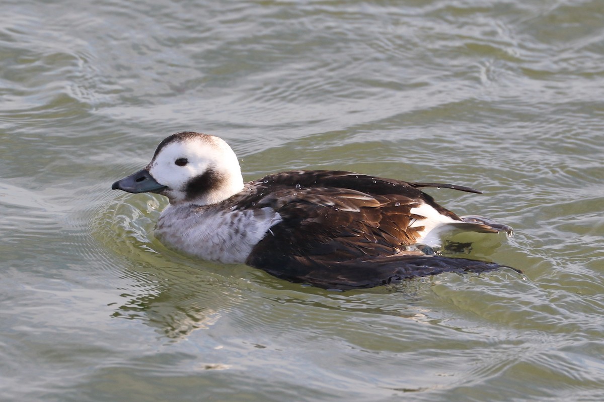 Long-tailed Duck - ML614660472