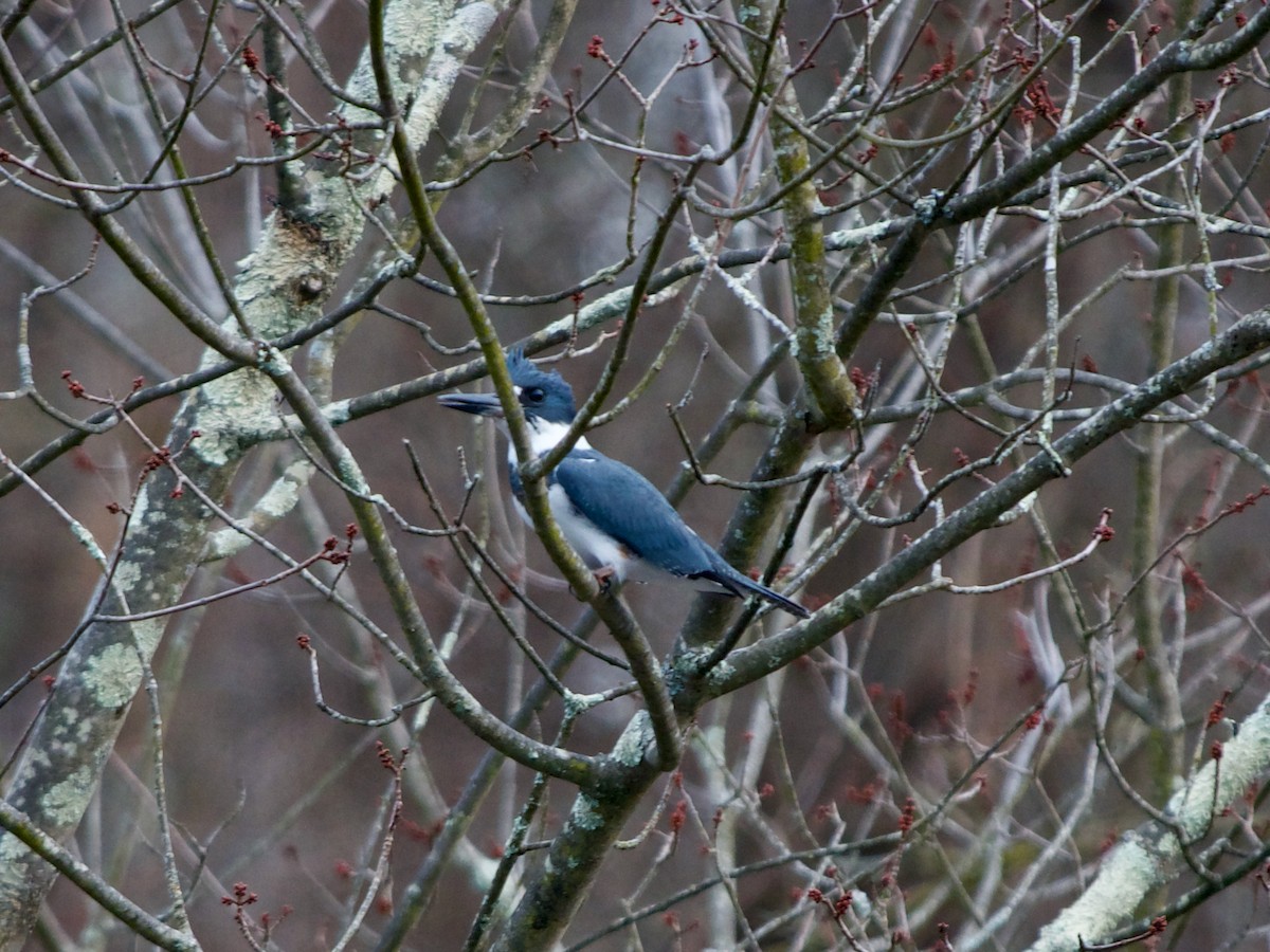 Belted Kingfisher - ML614660488