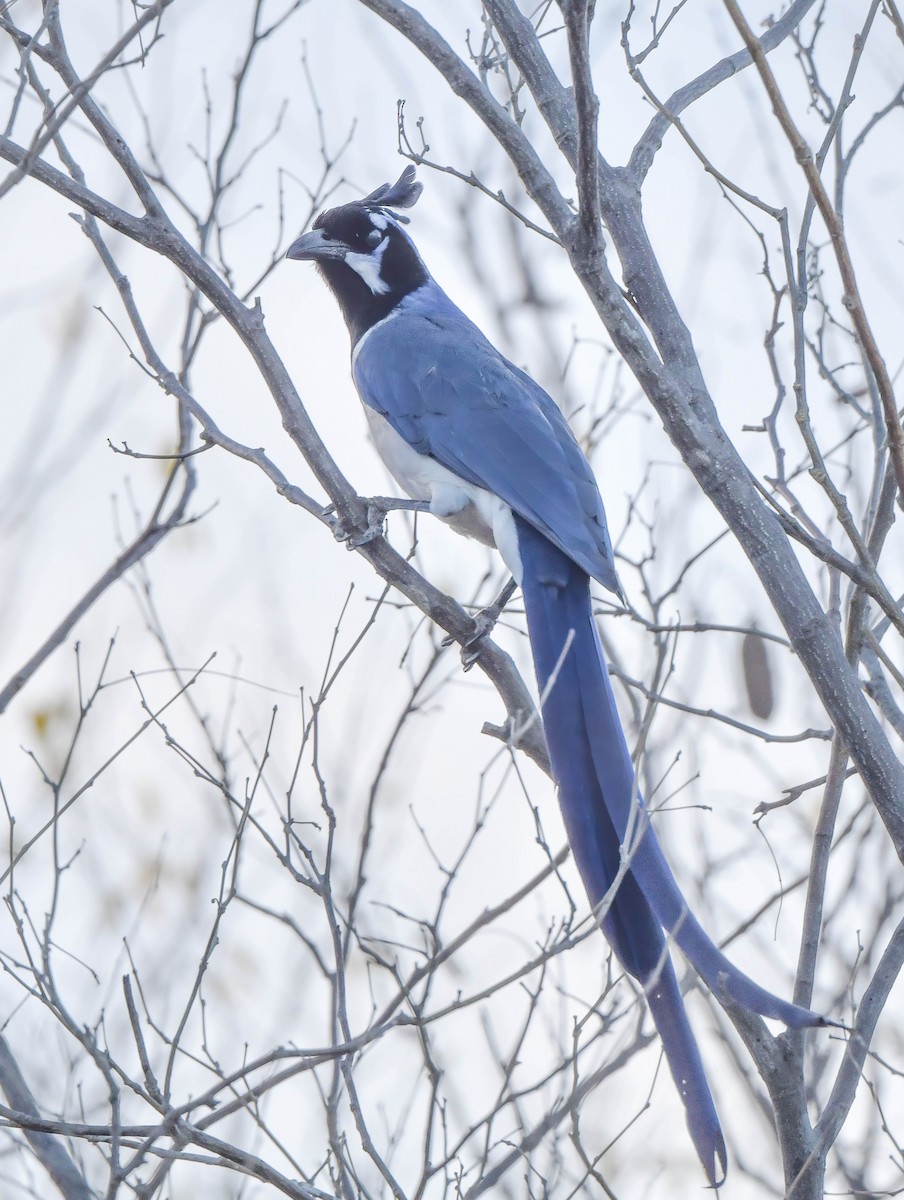 Black-throated Magpie-Jay - ML614660604