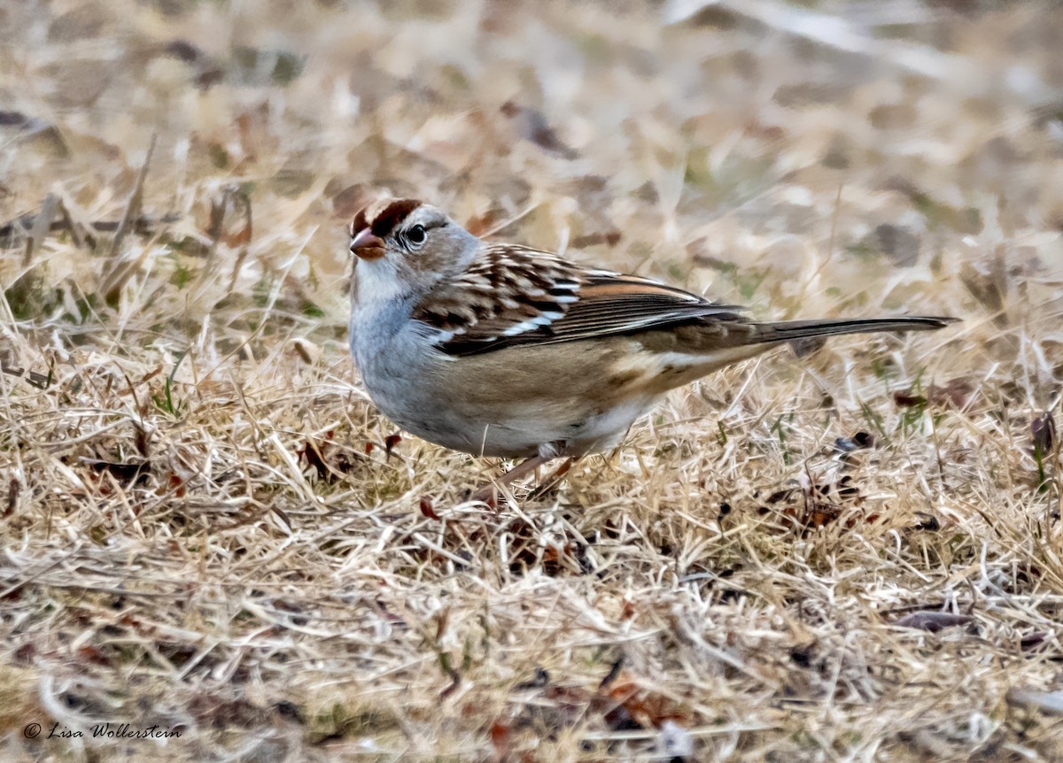 White-crowned Sparrow - Lisa Wollerstein