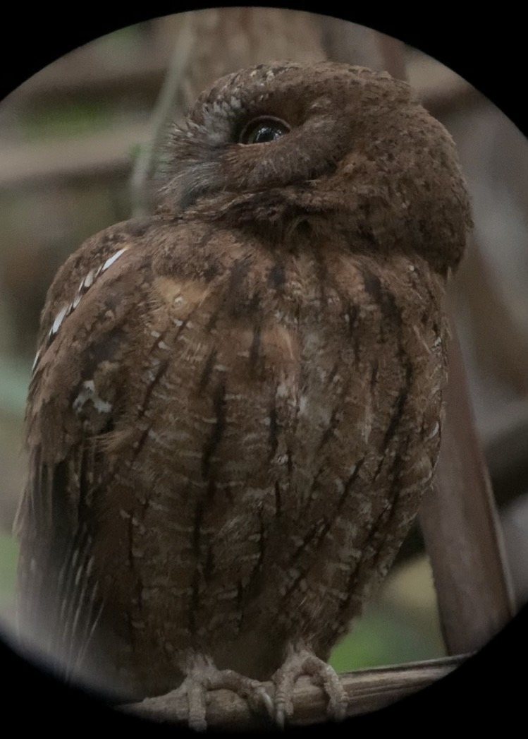 Madagascar Scops-Owl (Rainforest) - ML614660749