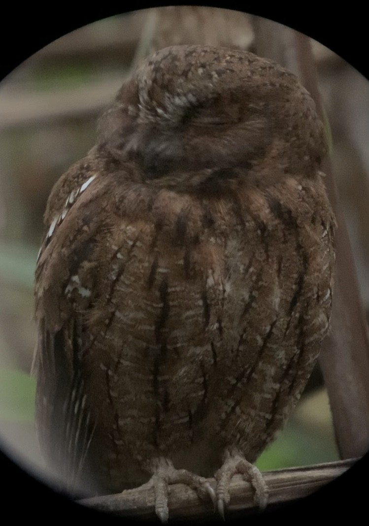 Madagascar Scops-Owl (Rainforest) - ML614660761