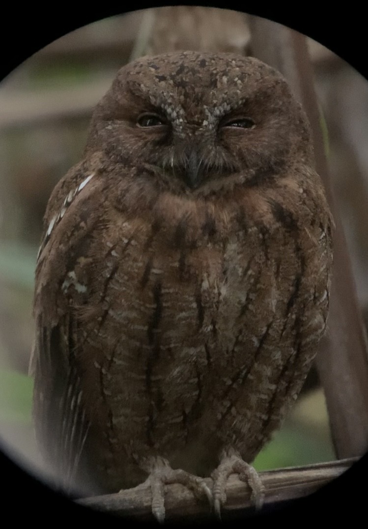 Madagascar Scops-Owl (Rainforest) - ML614660781