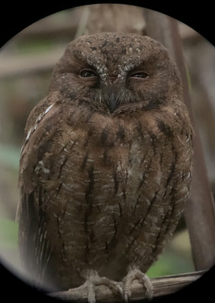 Madagascar Scops-Owl (Rainforest) - ML614660805