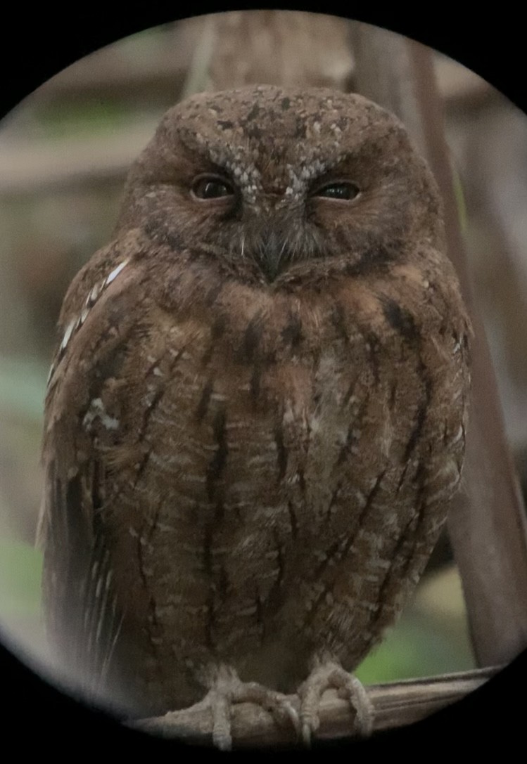 Madagascar Scops-Owl (Rainforest) - ML614660815