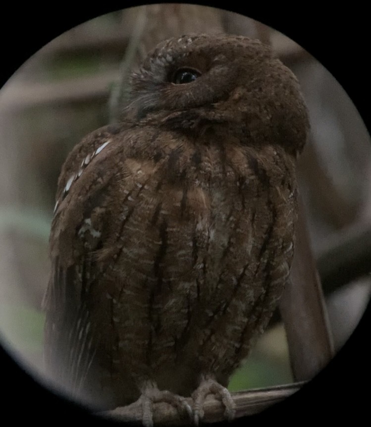 Madagascar Scops-Owl (Rainforest) - ML614660824