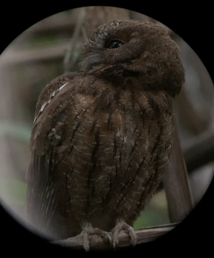 Madagascar Scops-Owl (Rainforest) - Michele Burnat