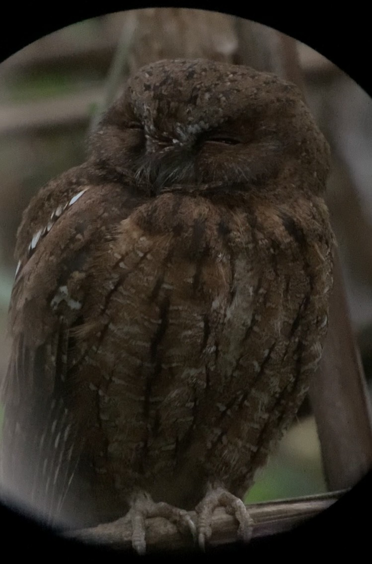 Madagascar Scops-Owl (Rainforest) - ML614660859