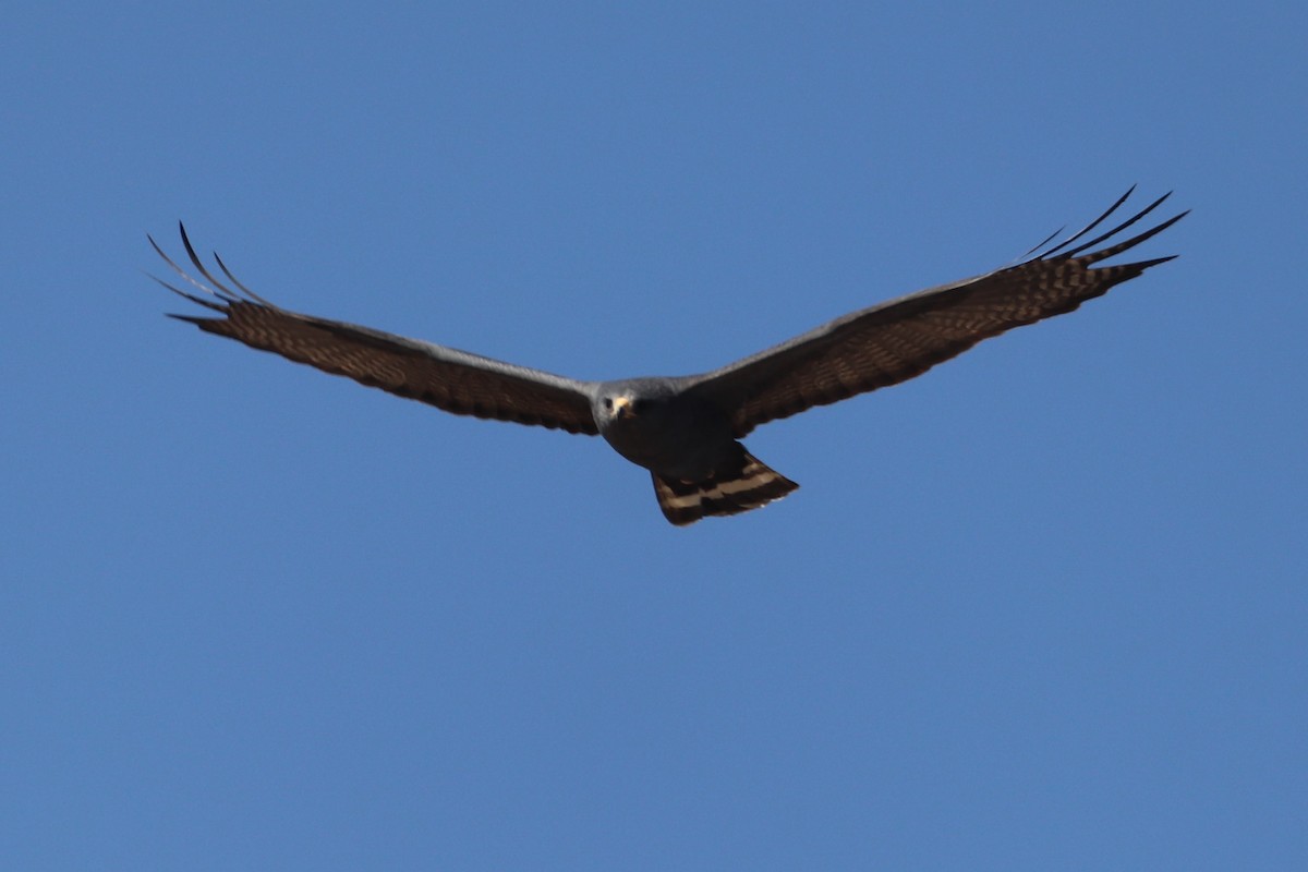 Zone-tailed Hawk - Aeris  Clarkson