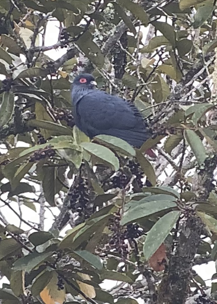Madagascar Blue-Pigeon - ML614661052