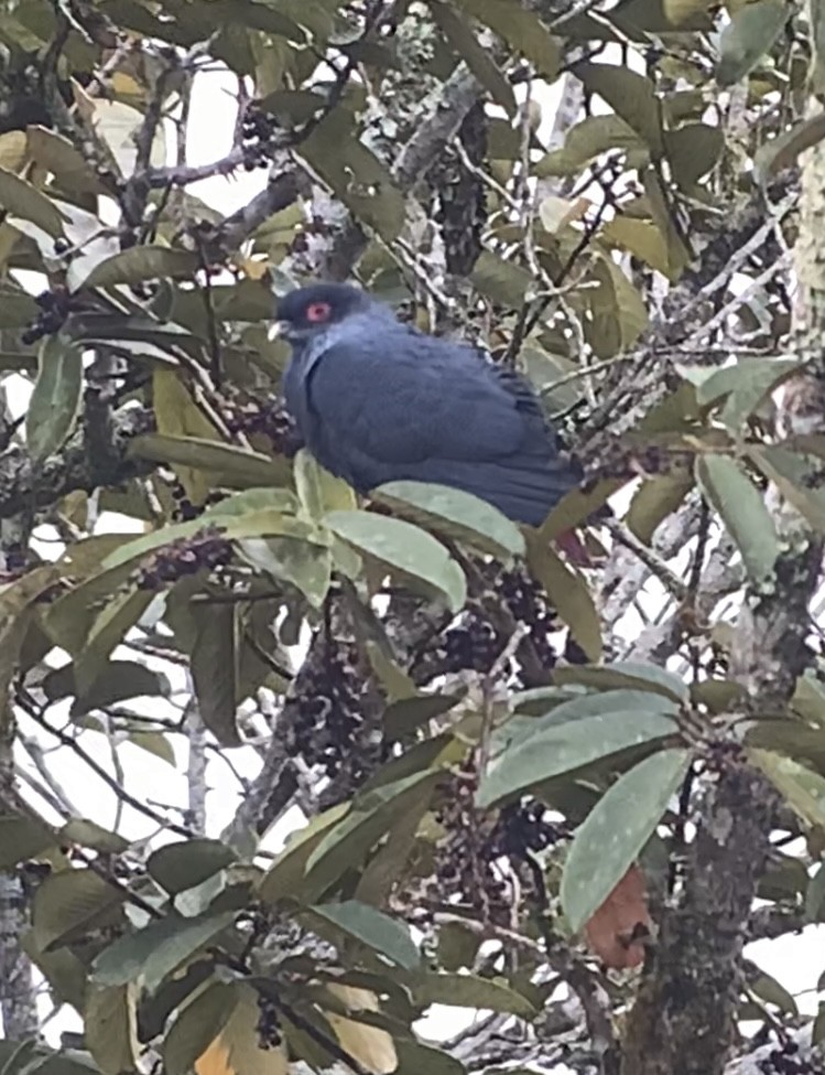 Madagascar Blue-Pigeon - ML614661068