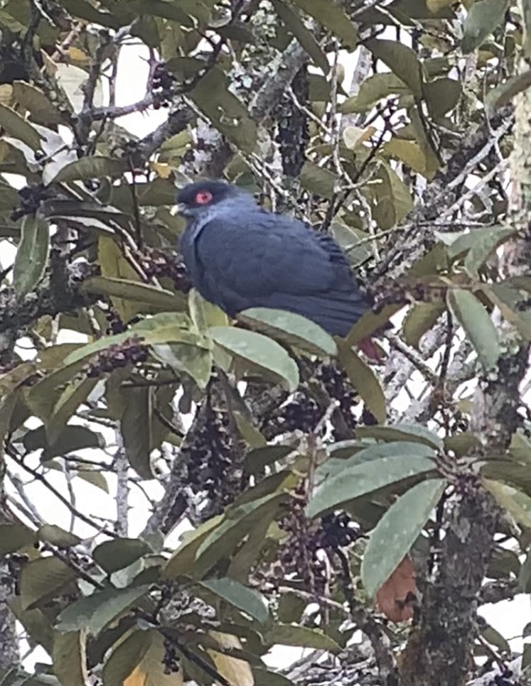 Madagascar Blue-Pigeon - ML614661075