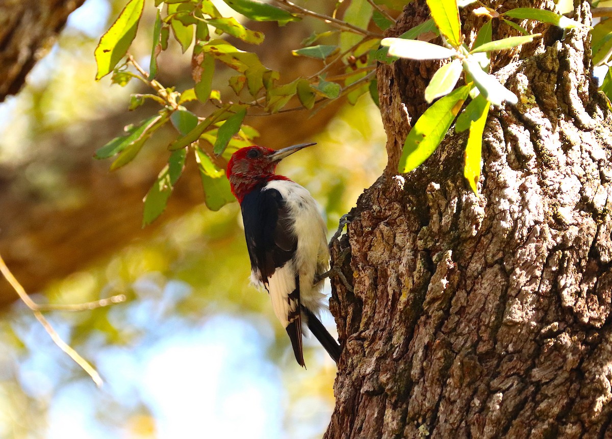 Red-headed Woodpecker - ML614661090