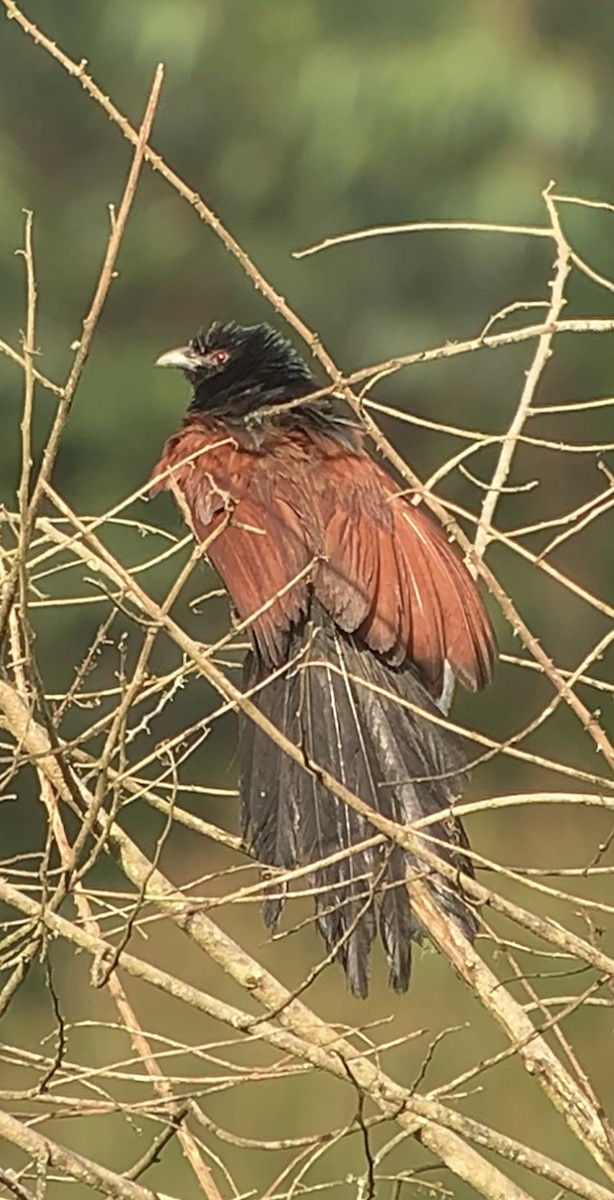 Coucal toulou - ML614661172