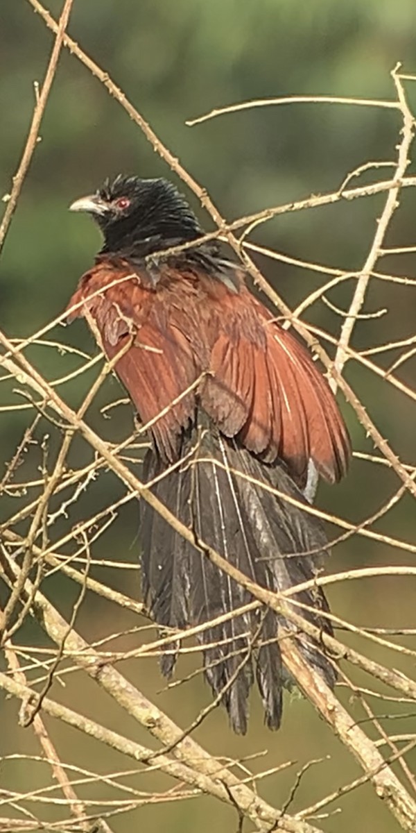 Malagasy Coucal - ML614661181