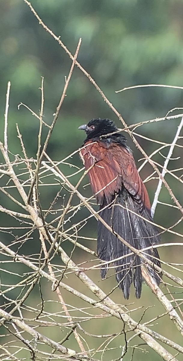 Coucal toulou - ML614661199