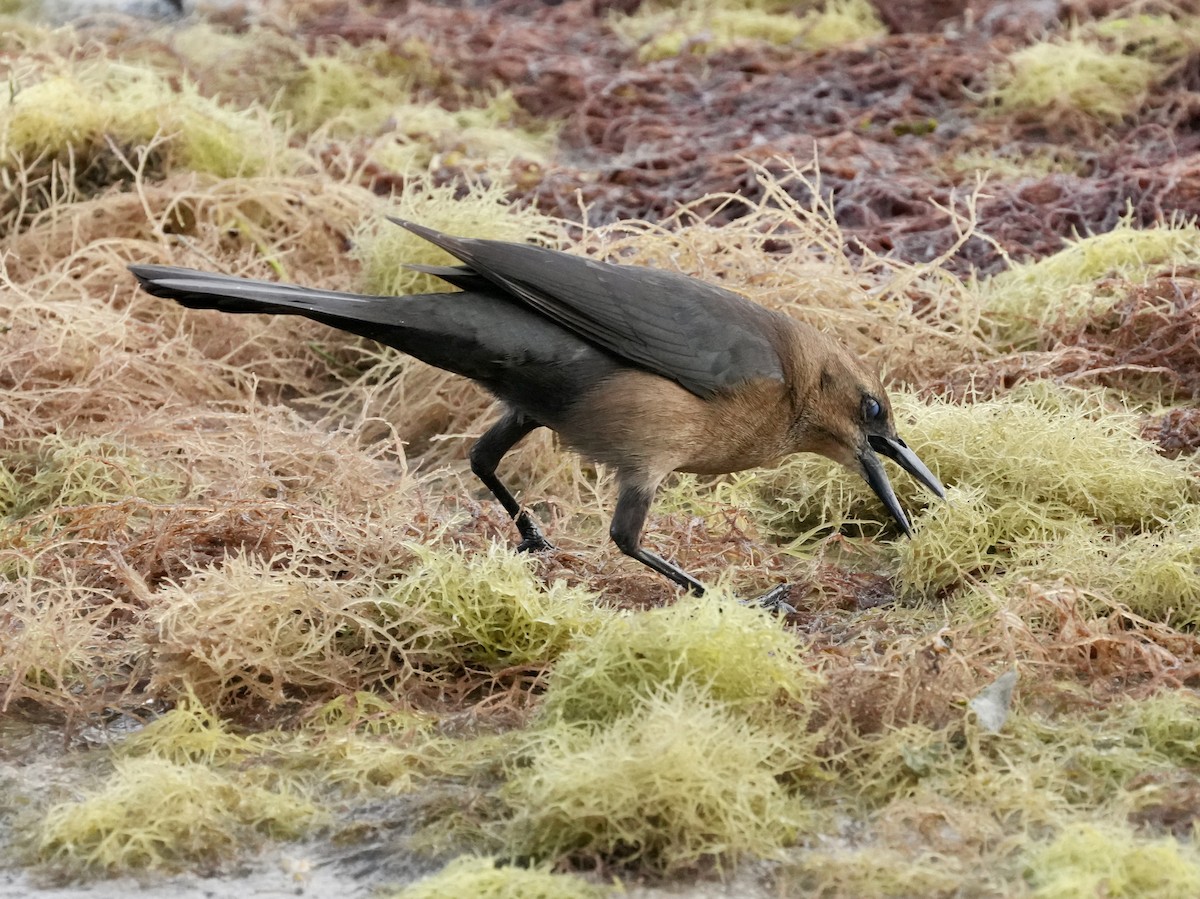Boat-tailed Grackle - ML614661219