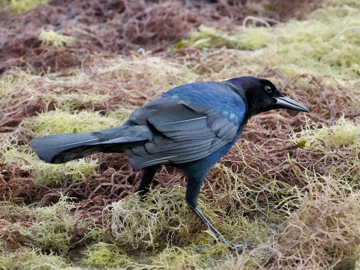 Boat-tailed Grackle - ML614661220