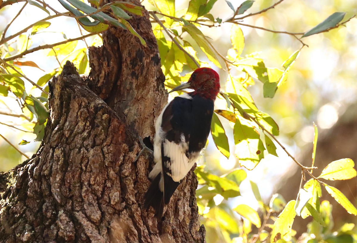 Red-headed Woodpecker - ML614661253