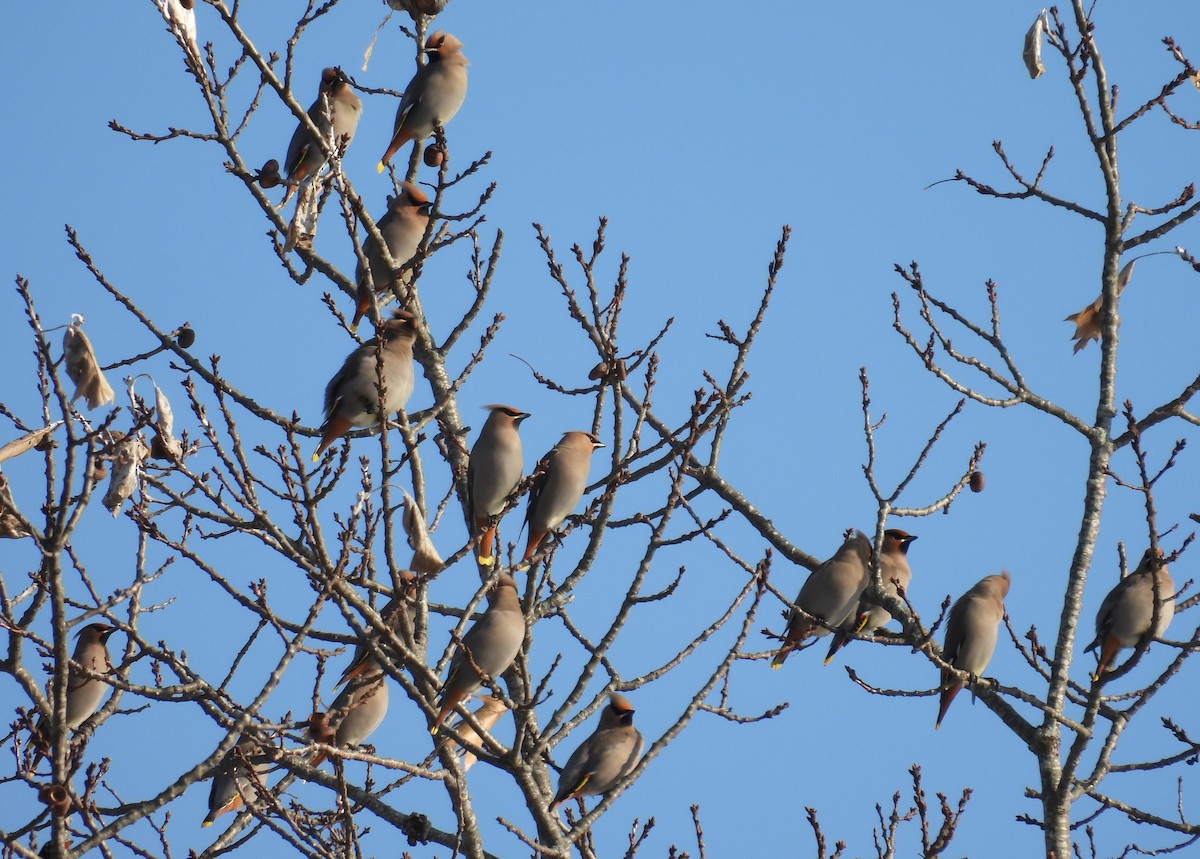 EBird Checklist 10 Feb 2024 University Of Maine Littlefield Garden   1200