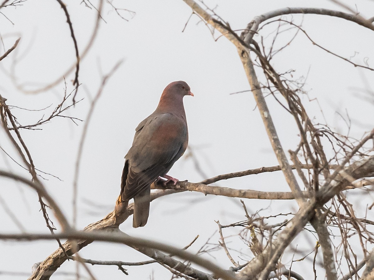 Red-billed Pigeon - ML614661501