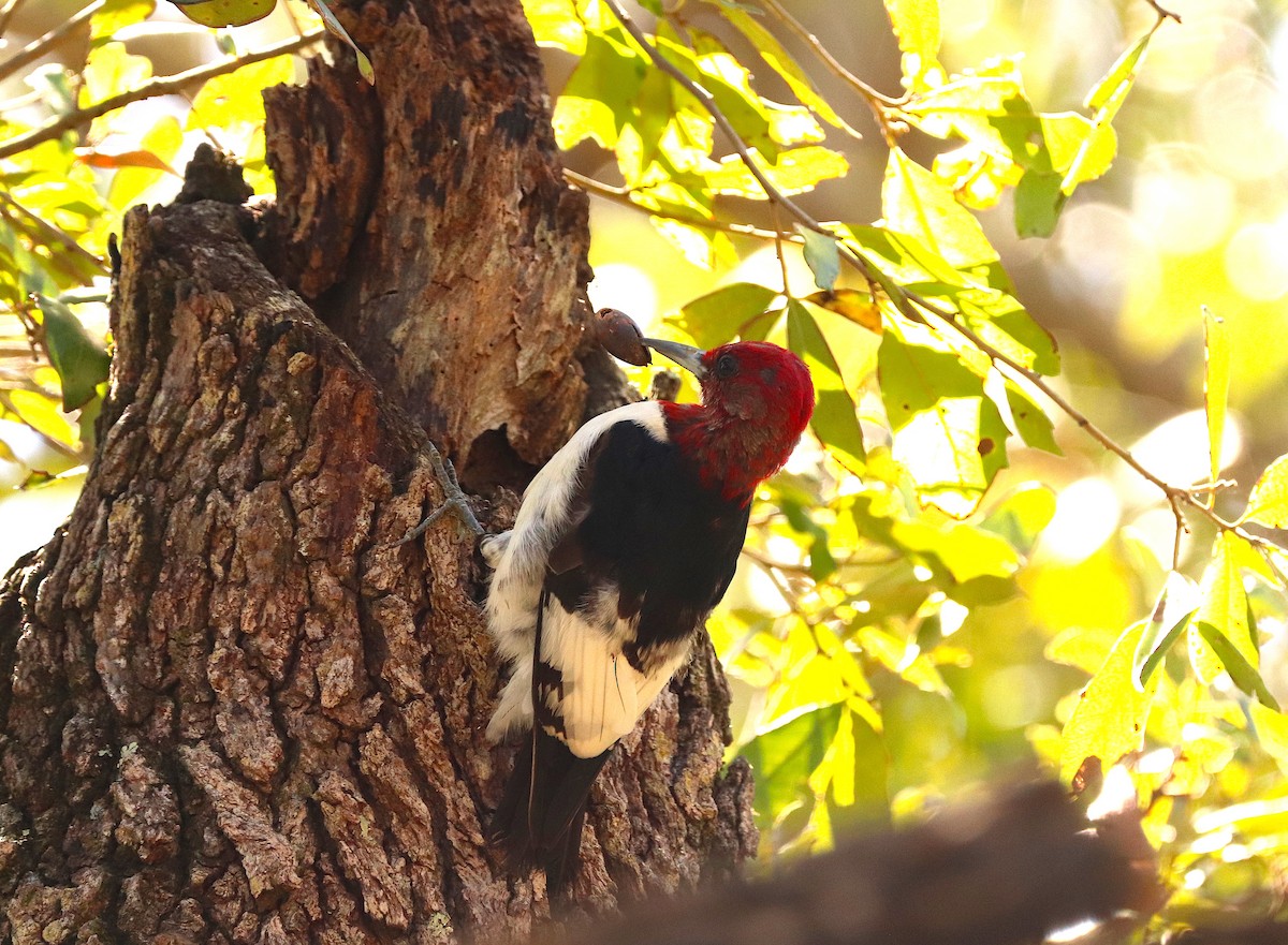 Red-headed Woodpecker - ML614661527
