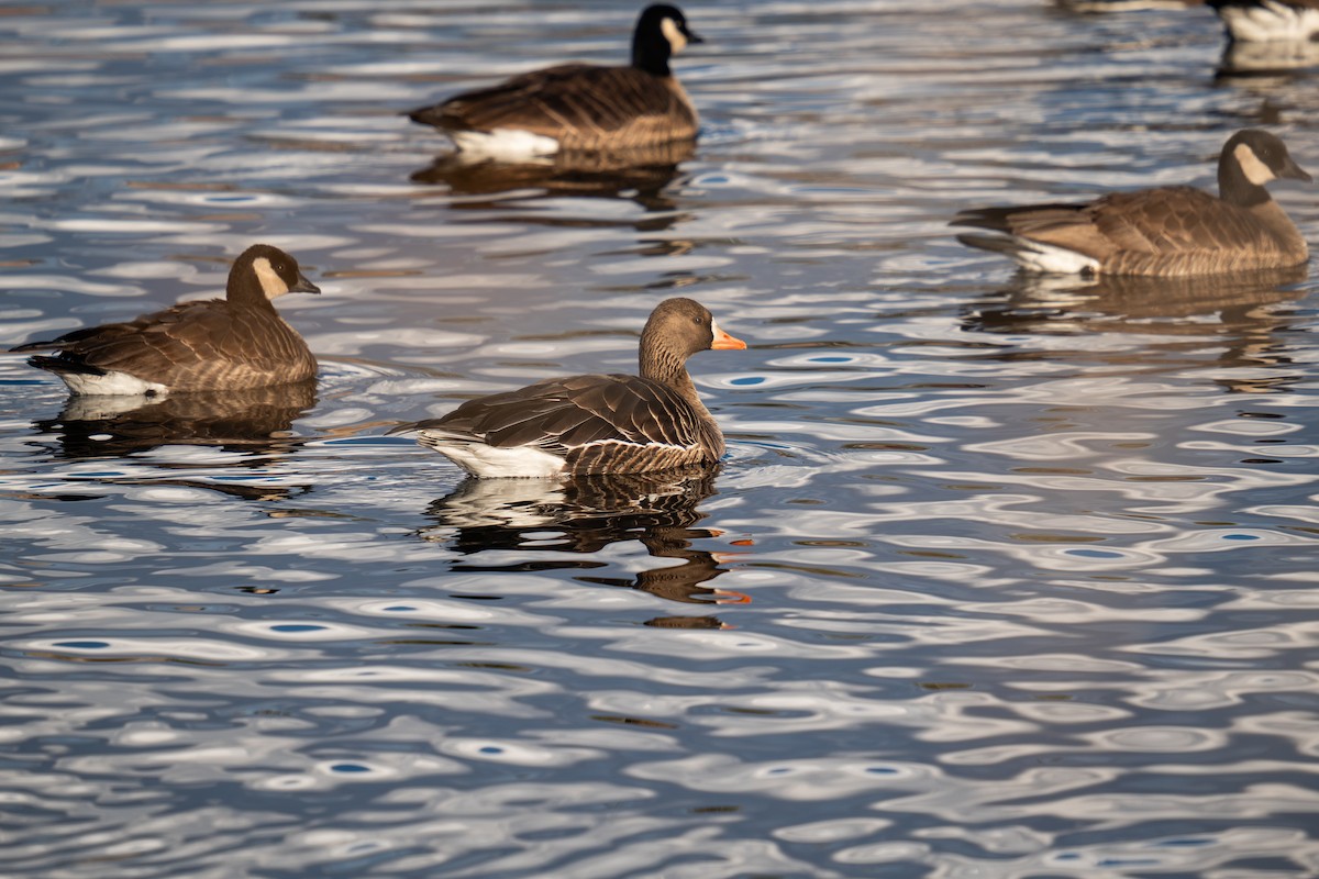 Greater White-fronted Goose - ML614661558